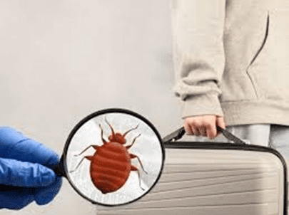 Bed Bugs Control Service 8929042528