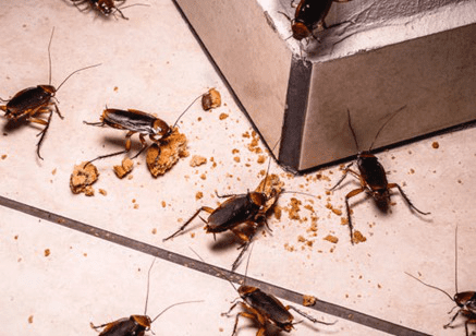 Cockroach Control Services 8929042528