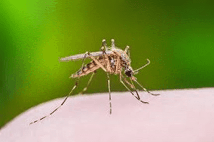 Mosquitoes Control Services 8929042528