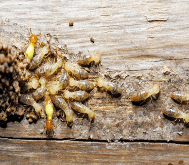 Termite Tritment Control Services 8929042528